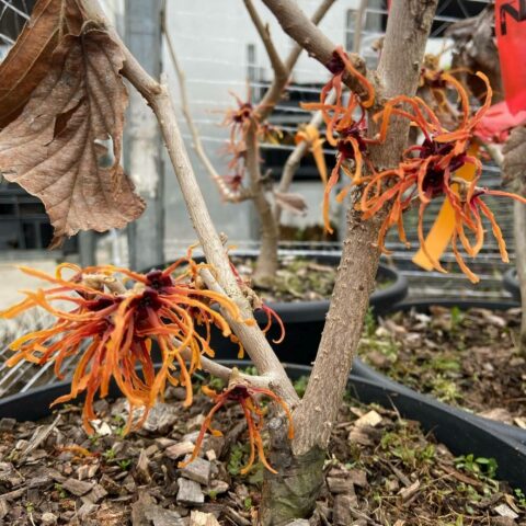 Hamamelis x intermedia "Jelena"