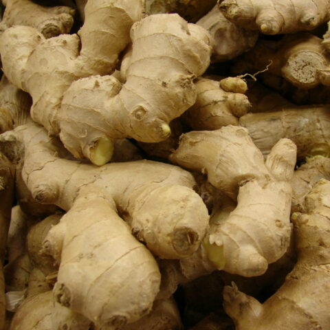 Zingiber officinale Zenzero - Bulbo