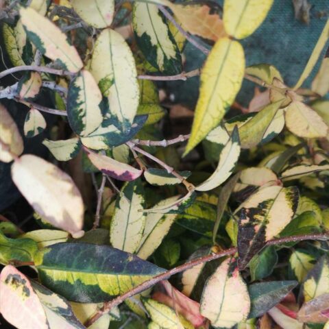 Trachelospermum asiaticum "Summer Sunset"
