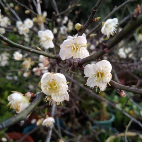 Prunus mume "Nikko"