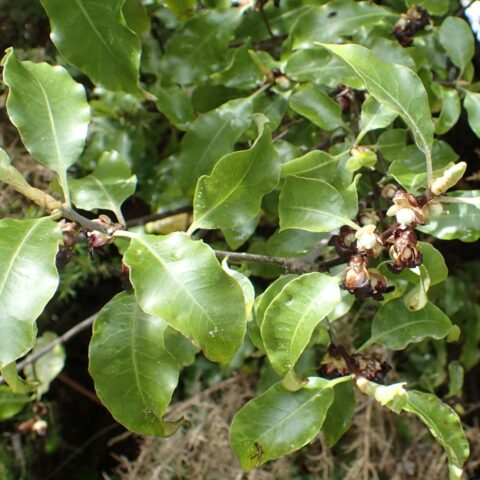 Pittosporum tenuifolium