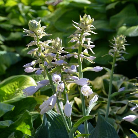 Hosta sieboldiana var. elegans