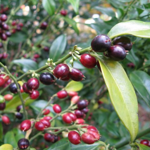 Sarcococca hookeriana "Winter Gem"
