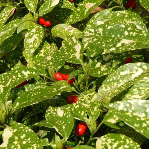 Aucuba japonica "Crotonifolia"