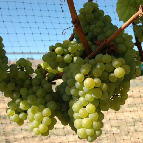 Uva da vino bianco "Chardonnay"