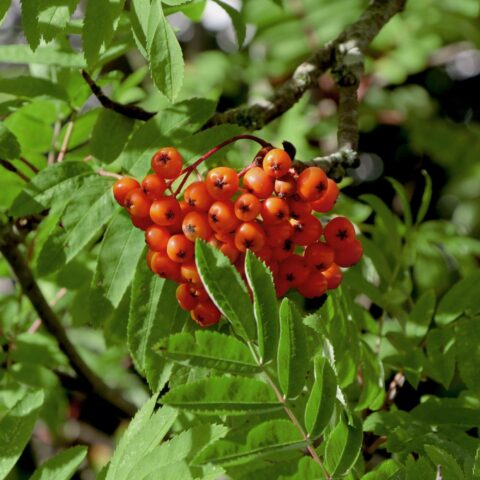 Sorbus aucuparia var. edulis