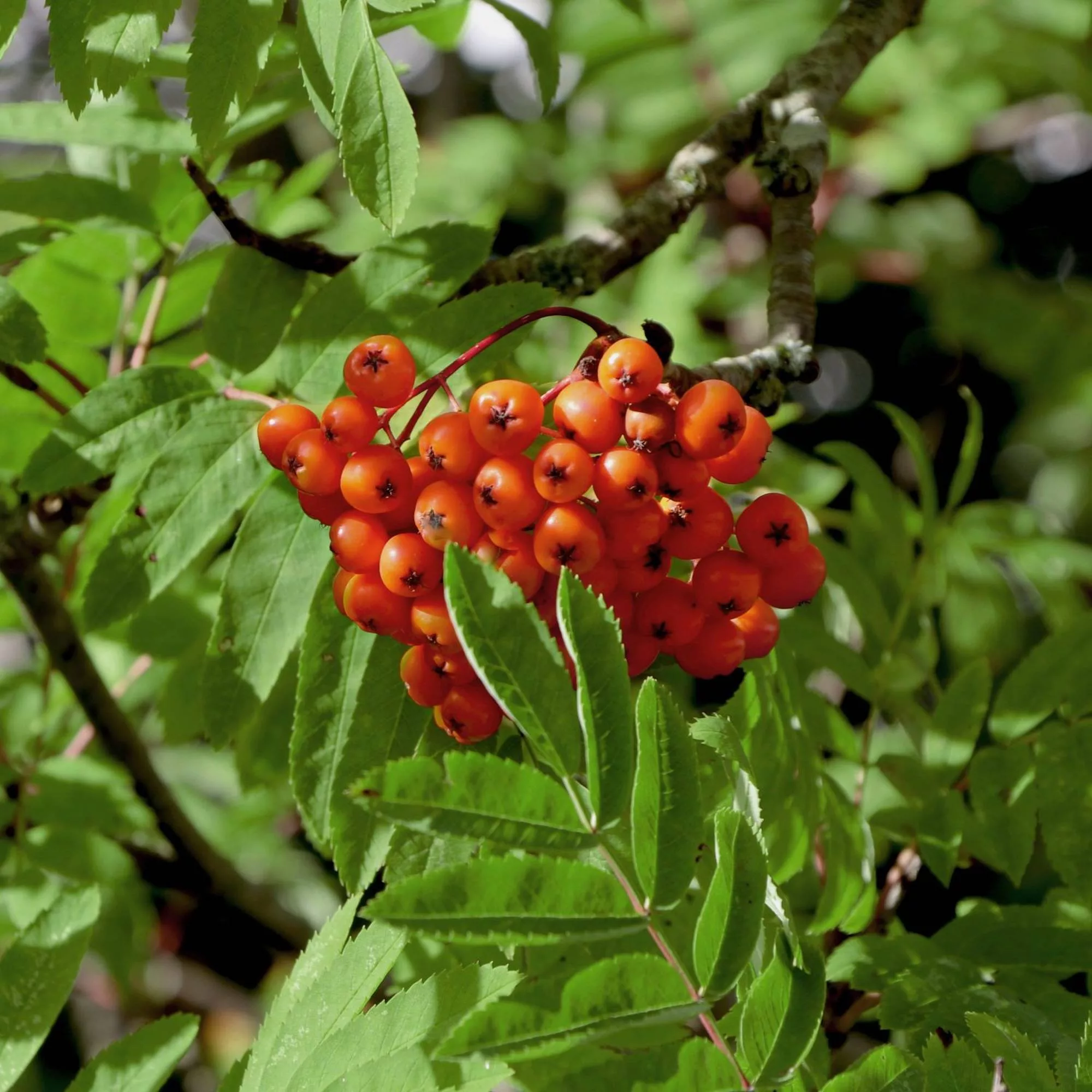 Sorbus aucuparia var. edulis