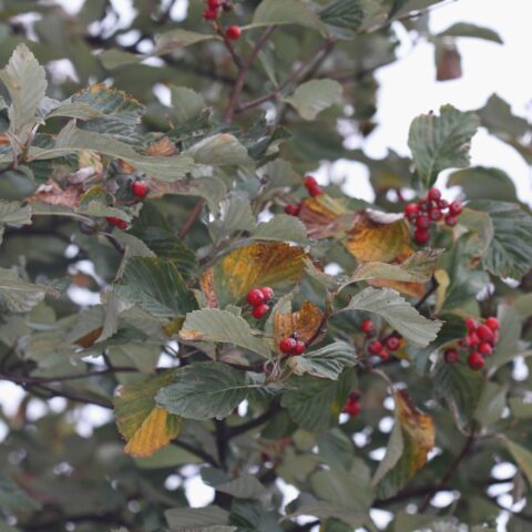 Sorbus aria "Lutescens"