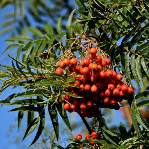 Sorbus aucuparia var. "Dodong"
