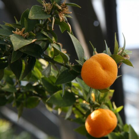Chinotto