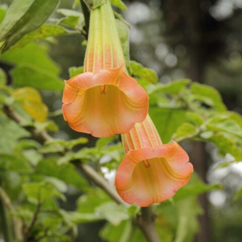 Brugmansia arborea "Arancio"