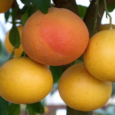 Pompelmo "Star Ruby"