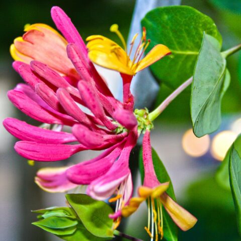 Lonicera x heckrottii "Gold Flame"