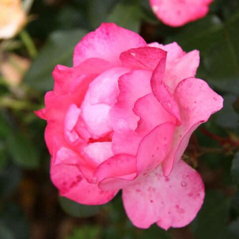 Jardins de France