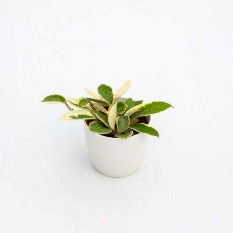 Hoya carnosa "Variegata"