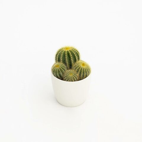 Parodia magnifica