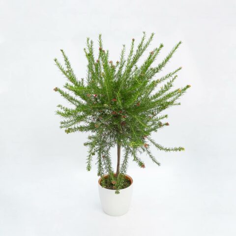 Grevillea juniperina - alberello