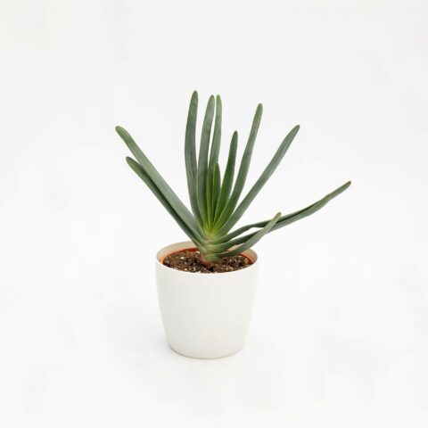 Aloe plicatilis