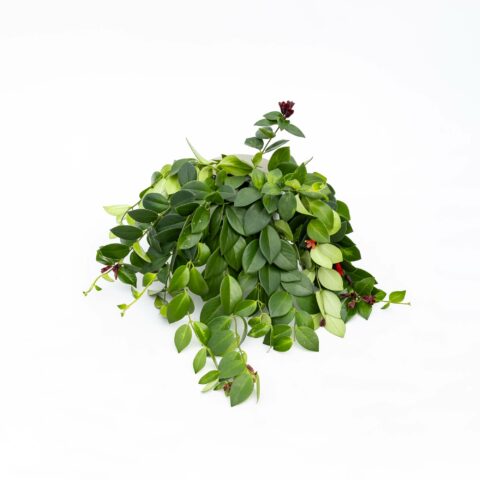 Aeschynanthus pulcher "Mona Lisa"