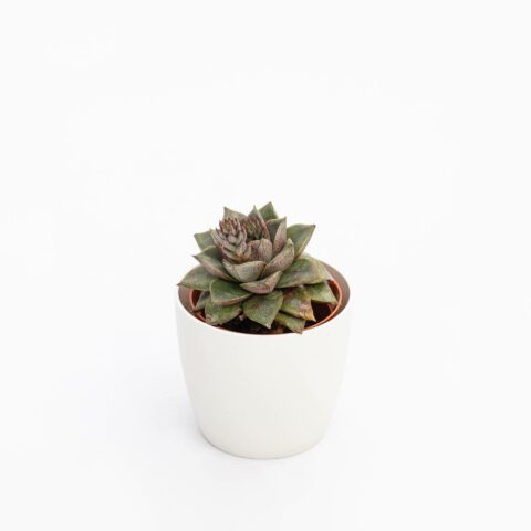 Echeveria purpusorum