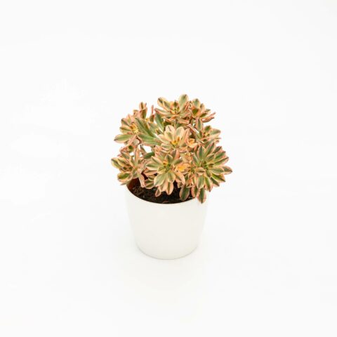 Aeonium "Green Tea"