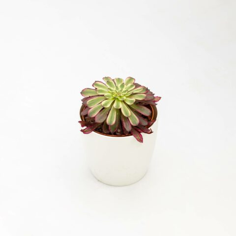 Aeonium "Mardi Gras"