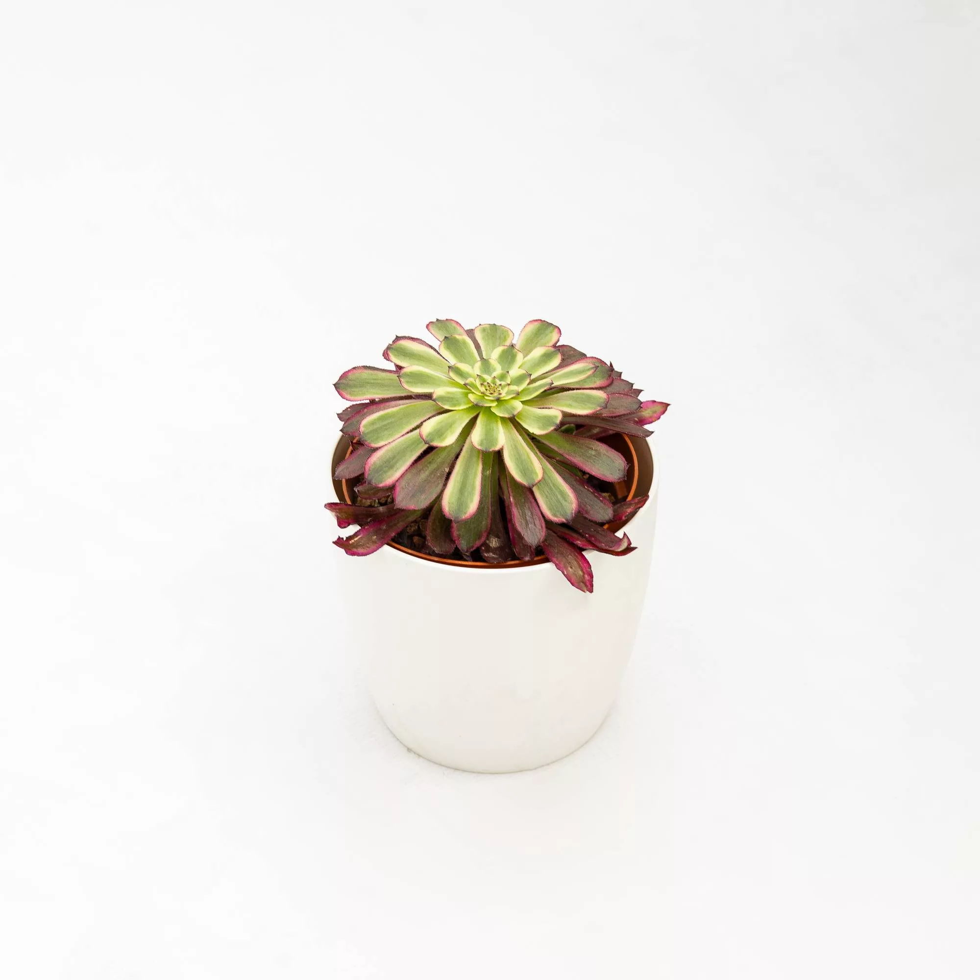 Aeonium "Mardi Gras"