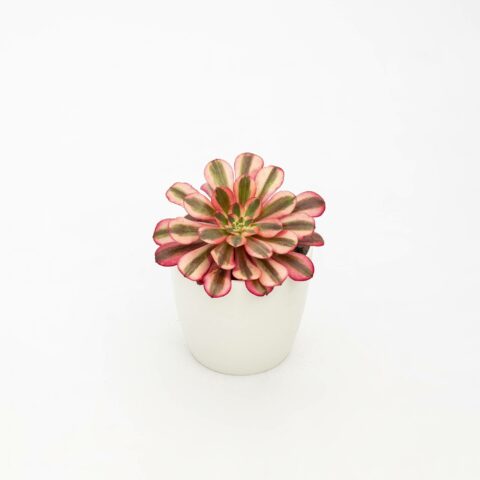 Aeonium "Cornish Rose"