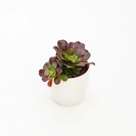 Aeonium arboreum "Black Rose"
