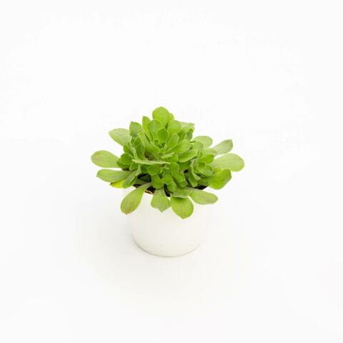 Aeonium canariense var. virgineum