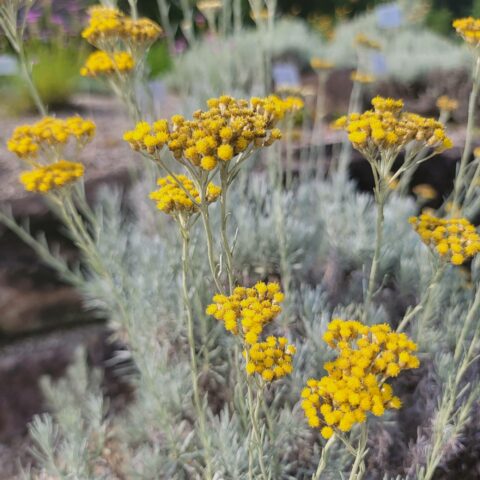 Helichrysum italicum