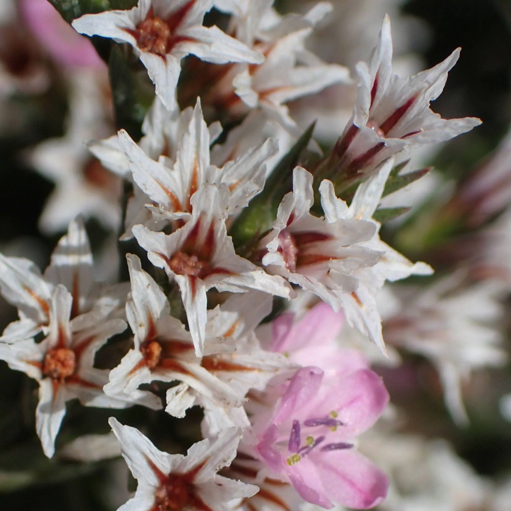 Goniolimon tataricum