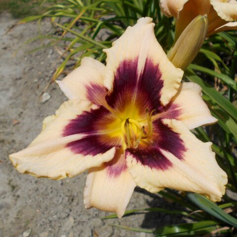 Hemerocallis "Moonlit Masquerade"