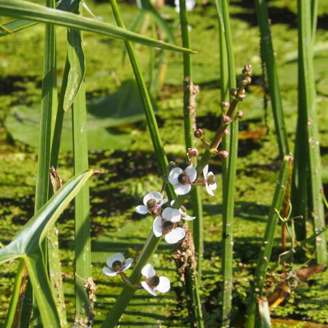 Sagittaria sagittifolia