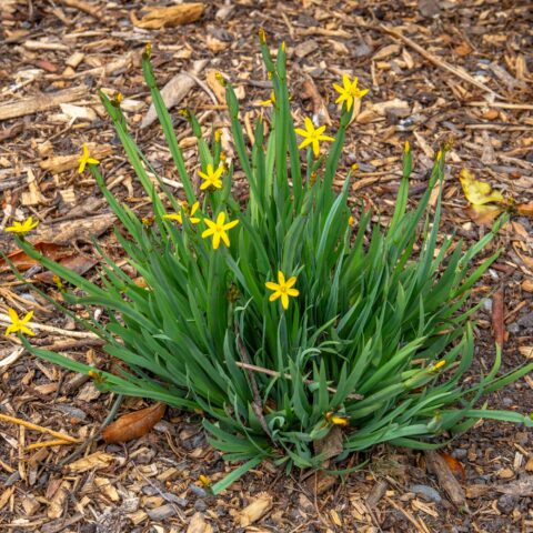 Sisyrinchium californicum
