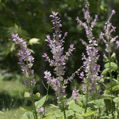 Salvia sclarea