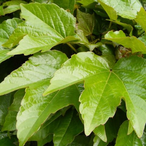 Parthenocissus tricuspidata "Veitchii Robusta"