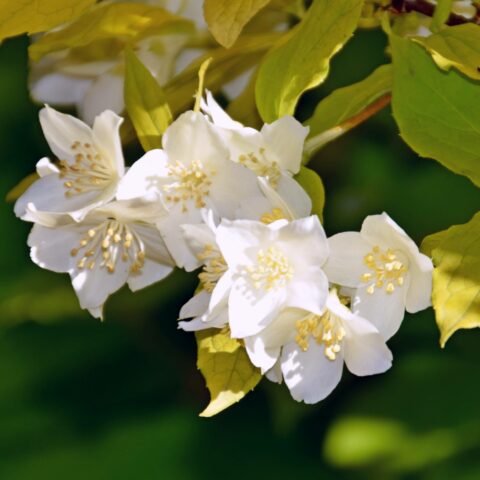 Philadelphus coronarius "Aureus"