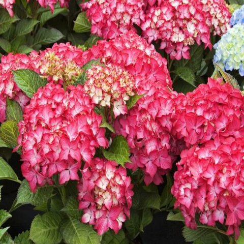 Hydrangea macrophylla "Selma"