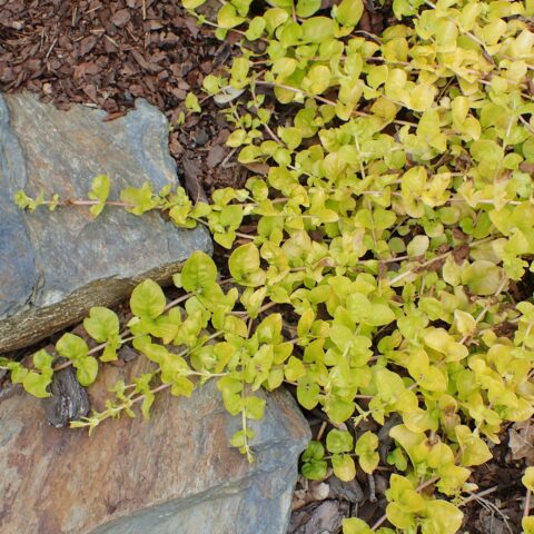 Lysimachia nummularia "Aurea"