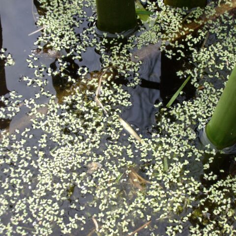 Lemna minor