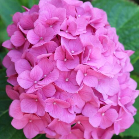 Hydrangea macrophylla "Rosita"