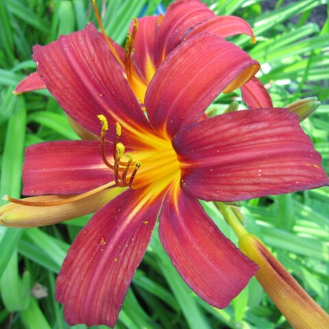 Hemerocallis "Crimson Pirate"