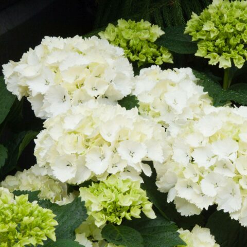Hydrangea macrophylla "Nymphe"