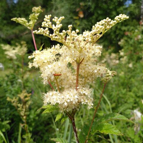 Filipendula ulmaria