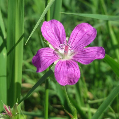 Geranium palustre