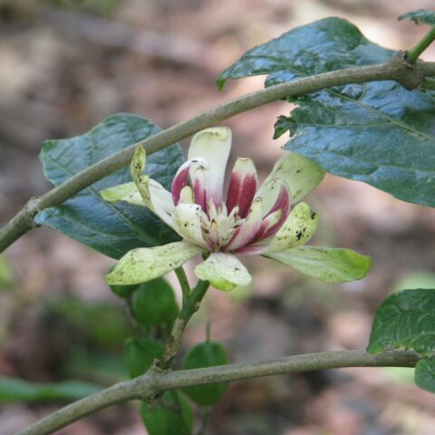 Calycanthus "Venus"