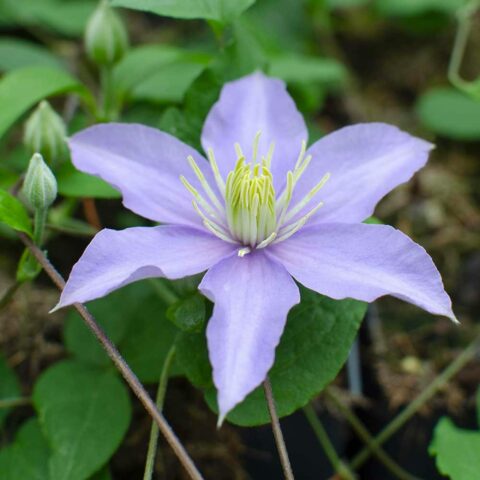 Clematis "Justa"