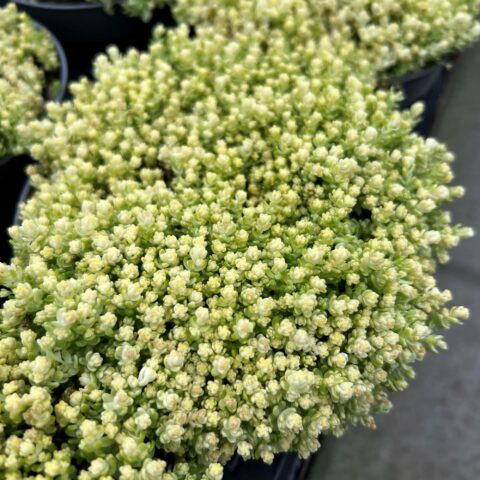 Sedum acre "Yellow Queen"