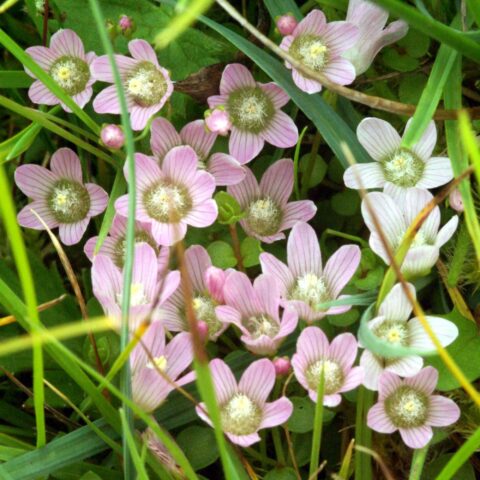 Anagallis tenella